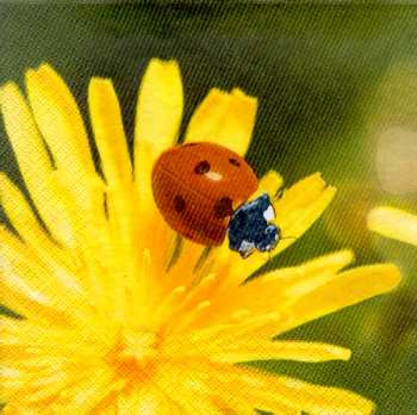 Serviette Marienkäfer, Blume gelb, Rarität